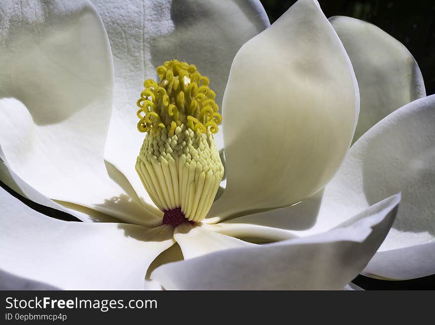 Closeup of white magnolia flower in bloom.