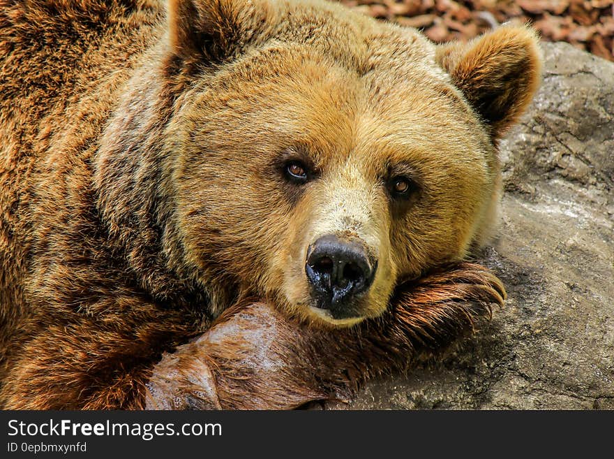 Face of brown grizzly bear resting against rock on sunny day. Face of brown grizzly bear resting against rock on sunny day.