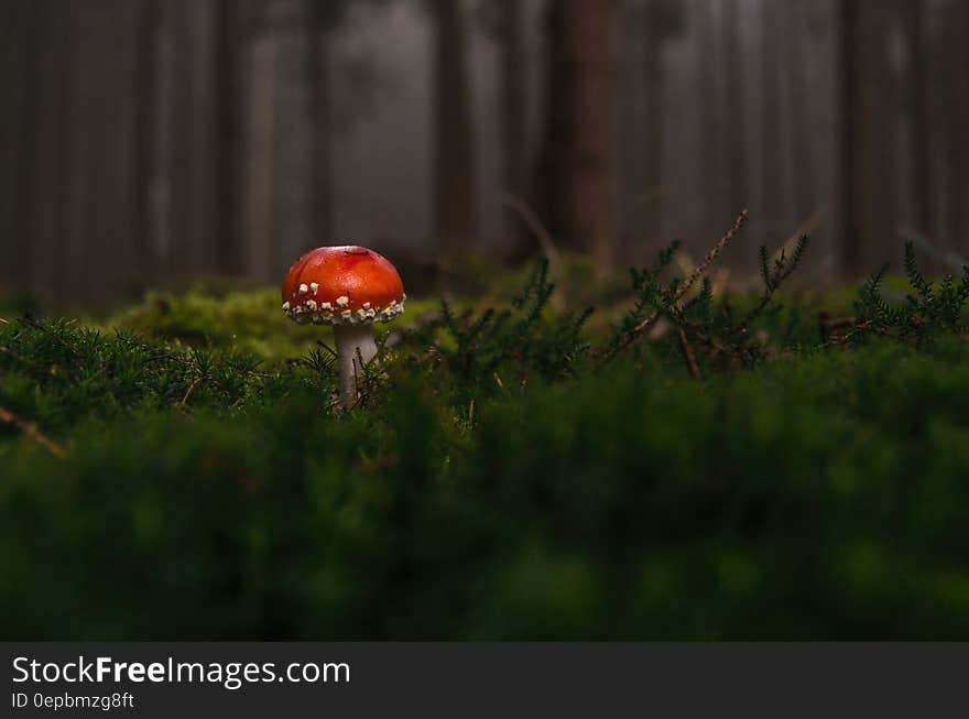 Close up of red toadstool in green foliage on forest floor. Close up of red toadstool in green foliage on forest floor.