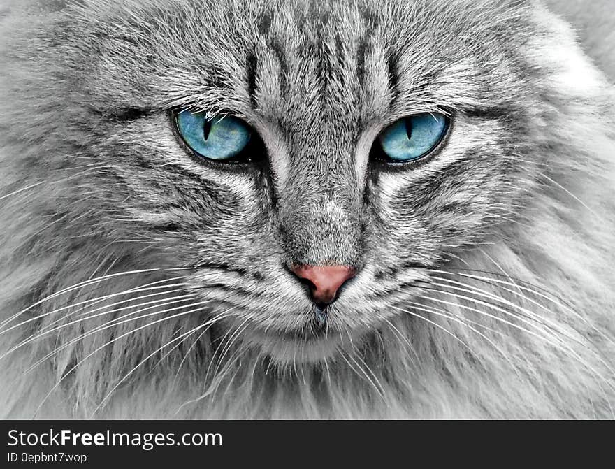 Close up of head and face of grey cat with pink nose and blue eyes. Close up of head and face of grey cat with pink nose and blue eyes.