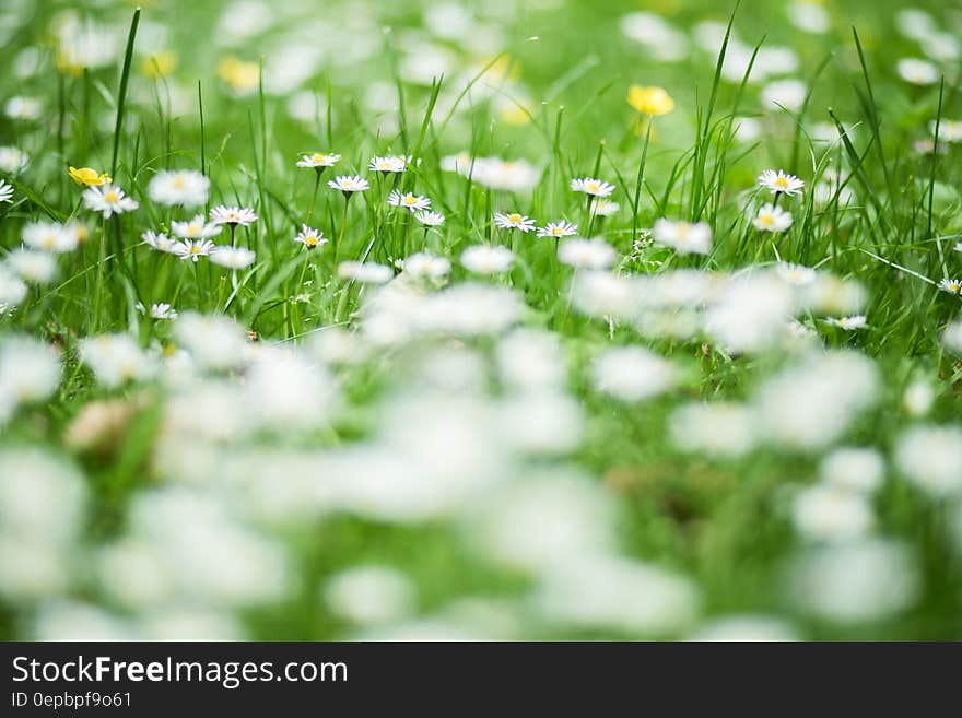 Green and White Flower