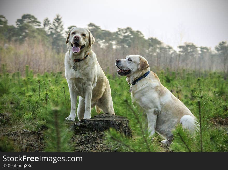 Portrait of adult Labrador dogs standing in green field on sunny day. Portrait of adult Labrador dogs standing in green field on sunny day.