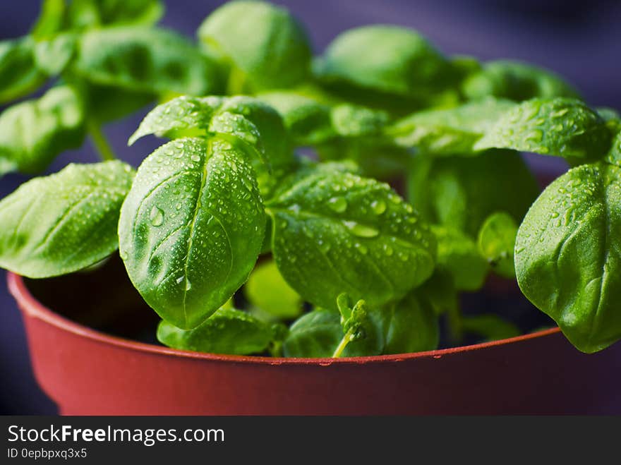 Close up of dew drops of green leaves on potted plants. Close up of dew drops of green leaves on potted plants.