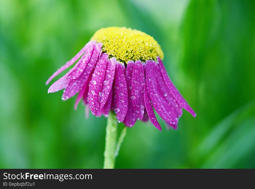 Closeup of purple daisy like flower (Osteospermum) after the rain with selective focus and green background. Closeup of purple daisy like flower (Osteospermum) after the rain with selective focus and green background.