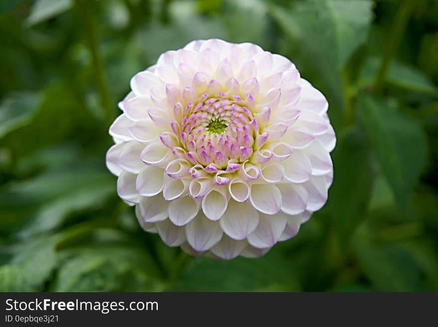 Fine closeup example of pink and white Dahlia flower with green background. Fine closeup example of pink and white Dahlia flower with green background.