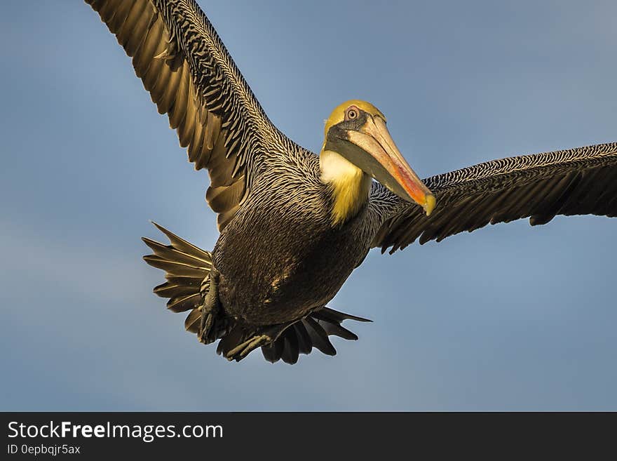 A close up of a pelican flying with widespread wings. A close up of a pelican flying with widespread wings.