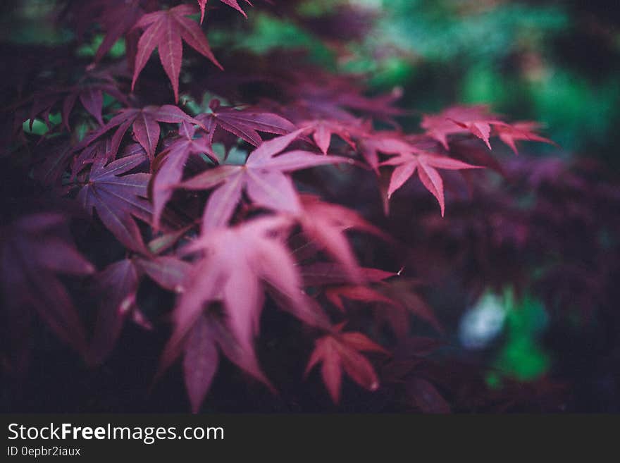 Red Plant Leaf