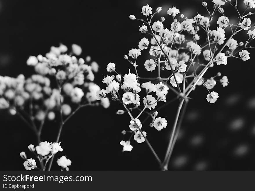 Close up of stalks of baby's breath flowers in black and white. Close up of stalks of baby's breath flowers in black and white.