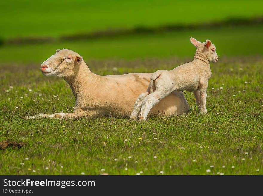 Ewe and lamb sheered of wool standing in green field. Ewe and lamb sheered of wool standing in green field.