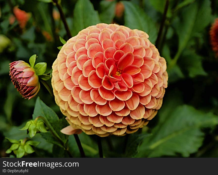 Close up of orange Dahlia flower on green foliage in summer garden.