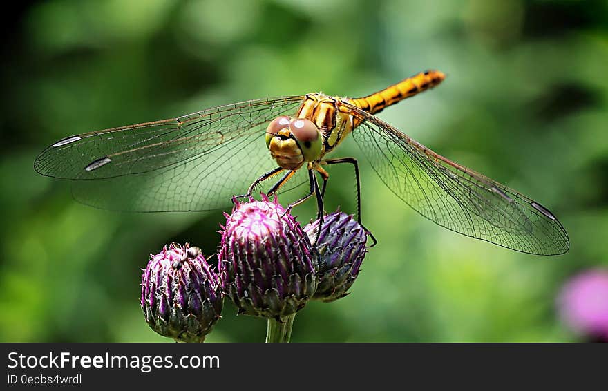 Dragonfly on Purple Flower