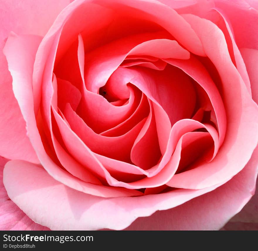 Close up of petals on pink rose blossom.