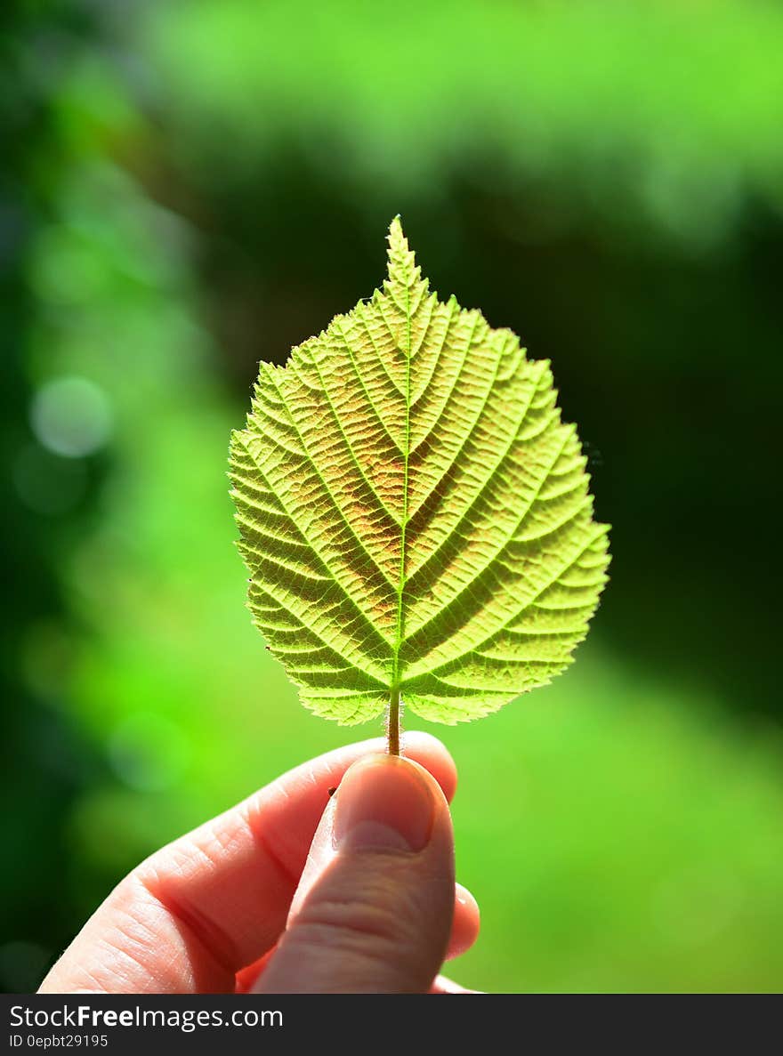 Shallow Focus Photography of Person Holding Green Leaf