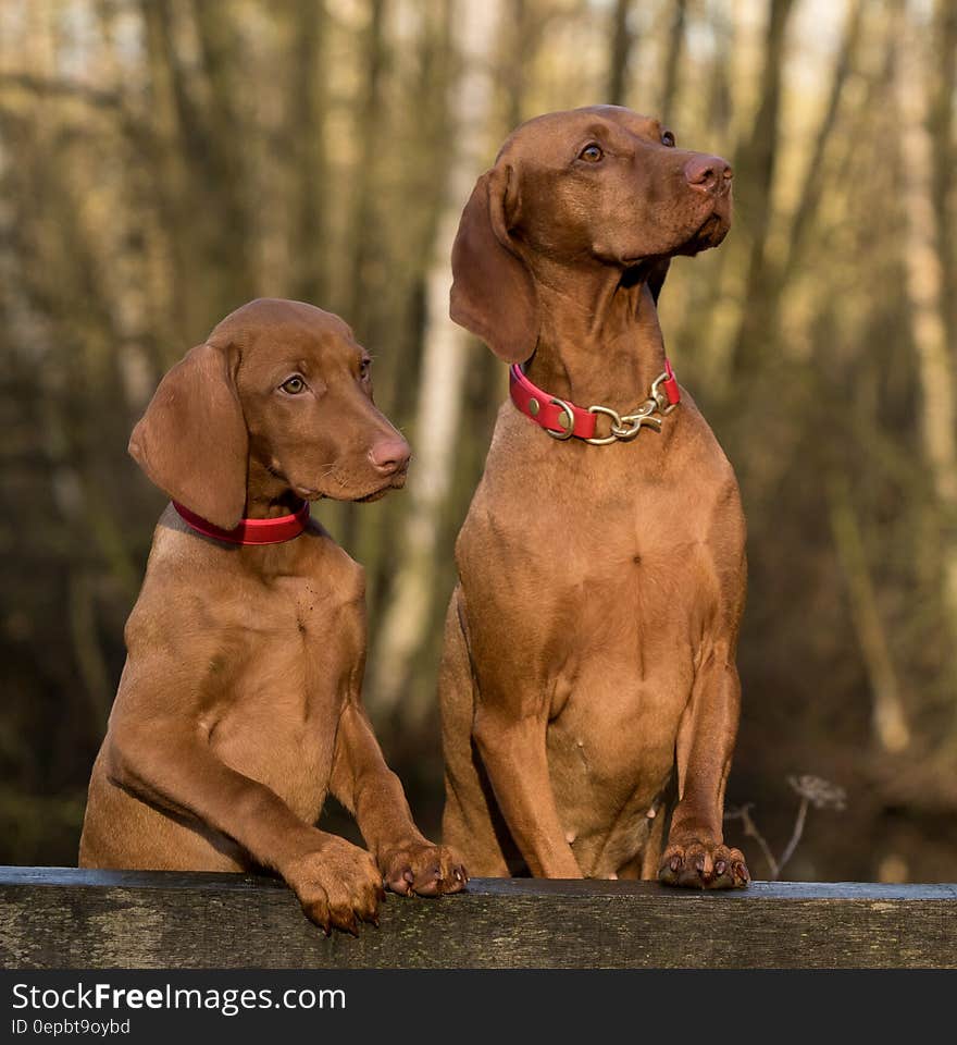 2 Vizsla Dogs Standing on Brown Wood Plank