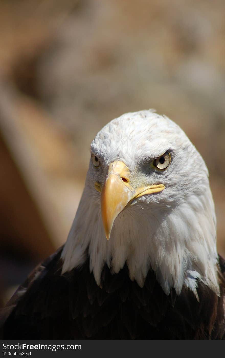 Close up portrait of eagle outdoors.