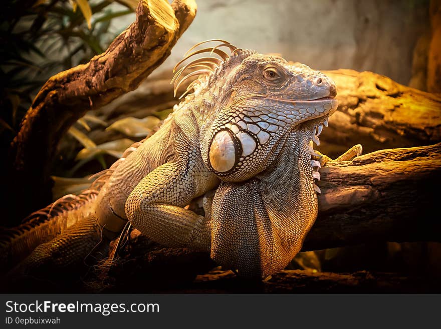 Close Photo of White and Black Lizard on Branch