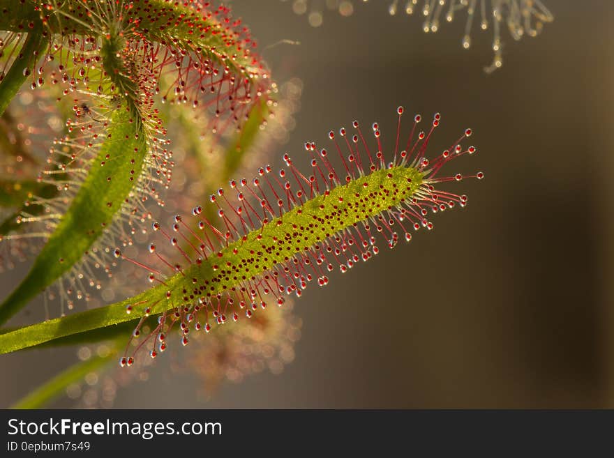 Red and Green Leaf Plant