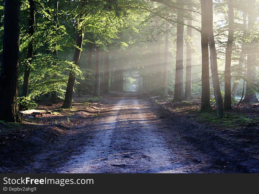 Road receding through forest with sunlight streaming through trees.