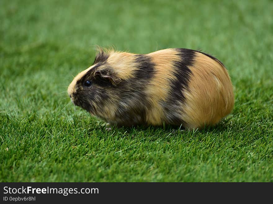 Side view of cute guinea pig on green grass.