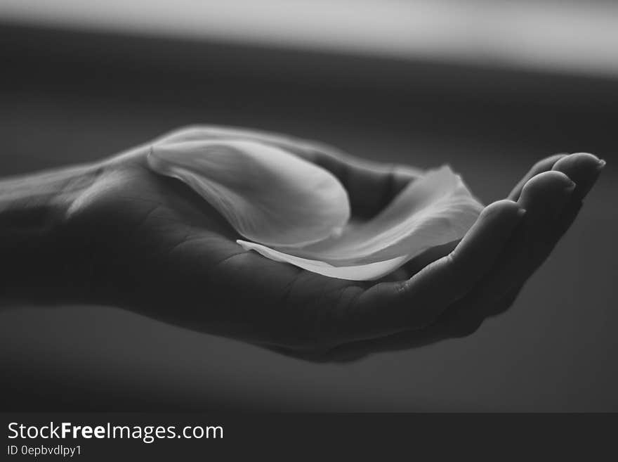 Black and white hand of person holding single flower petal. Black and white hand of person holding single flower petal.