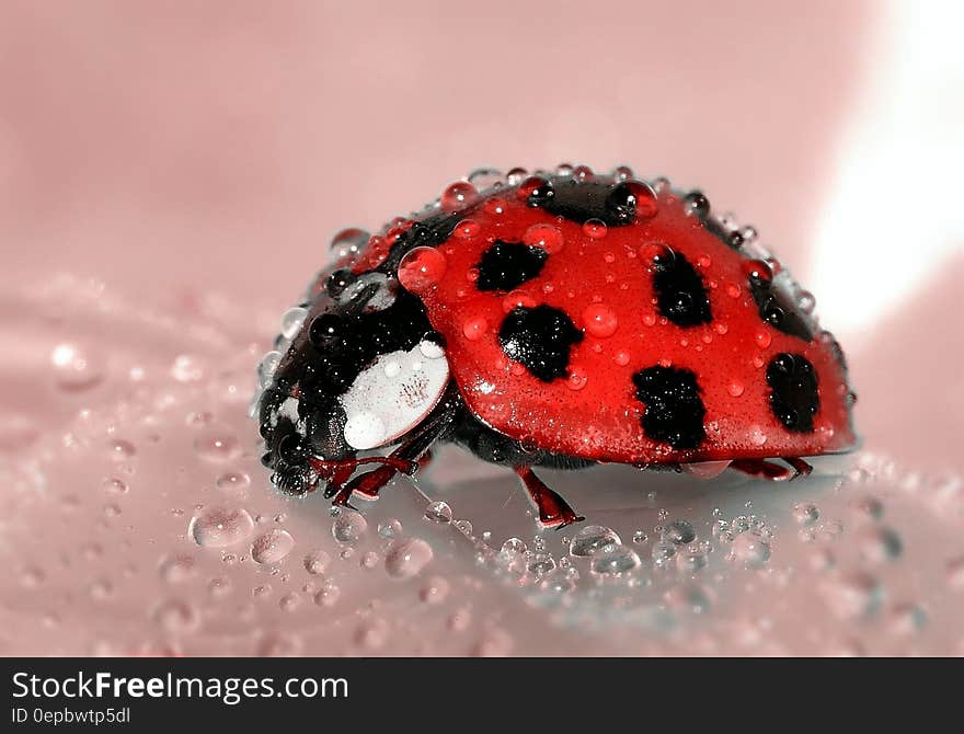 Close Up Photo of Lady Bug