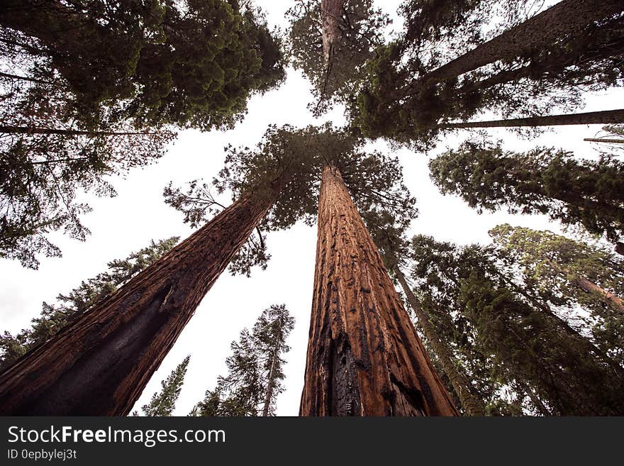 A view of tall redwood trees against the sky. A view of tall redwood trees against the sky.