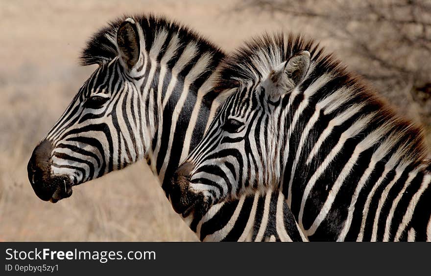 A pair of zebras on the African savanna.