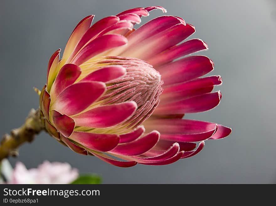 Pink Petalled Round Holed Flower