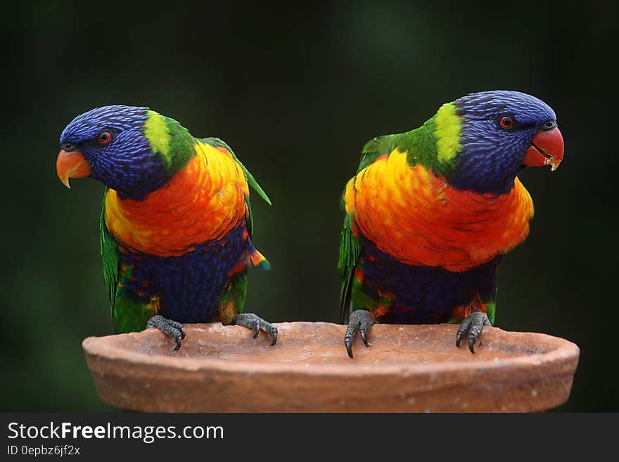 Blue Geeen and Orange Parrot