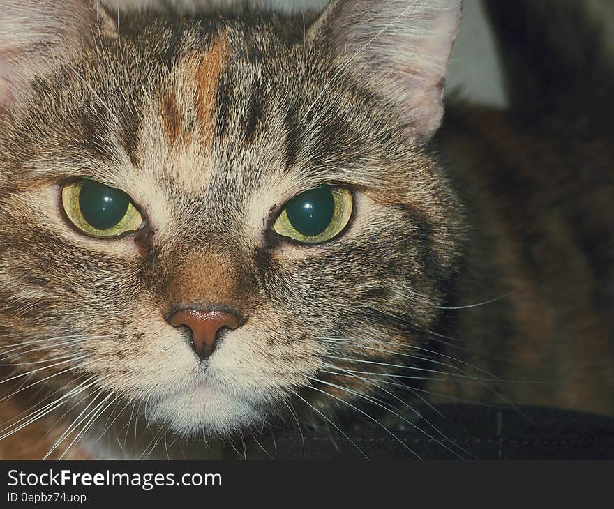 Closeup portrait of tabby cat with ginger streak above the nose white whiskers and big green penetrating eyes, dark background.