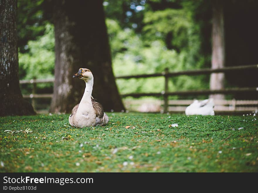 White and brown goose sitting on the grass