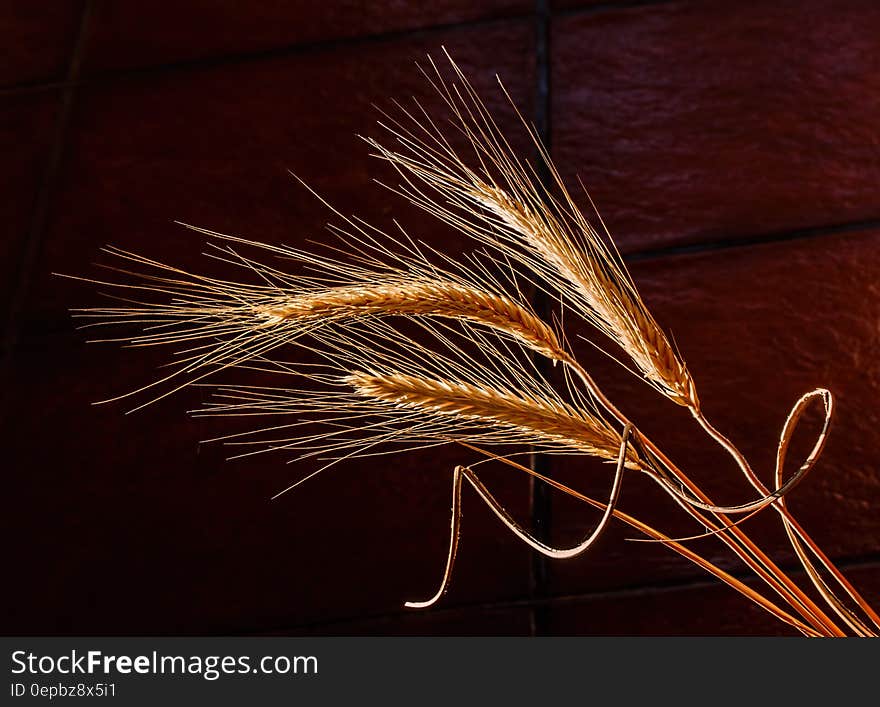 Closeup of barley crop specimens showing three spikes with individual grains side lit against a dark brown background. Closeup of barley crop specimens showing three spikes with individual grains side lit against a dark brown background.