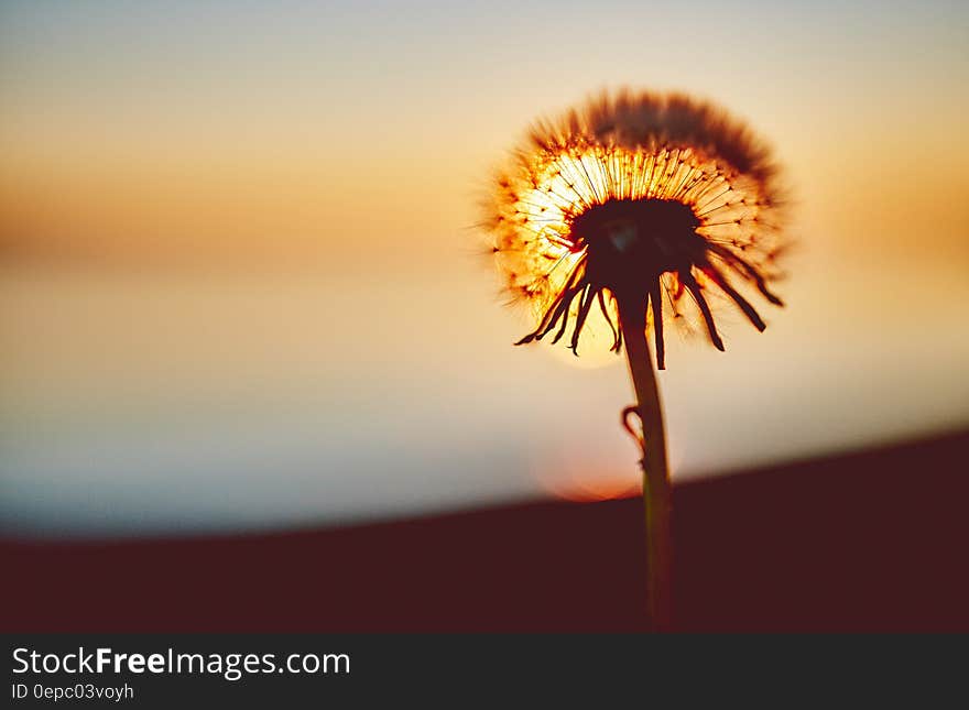 Close up of dandelion head against sunset. Close up of dandelion head against sunset.