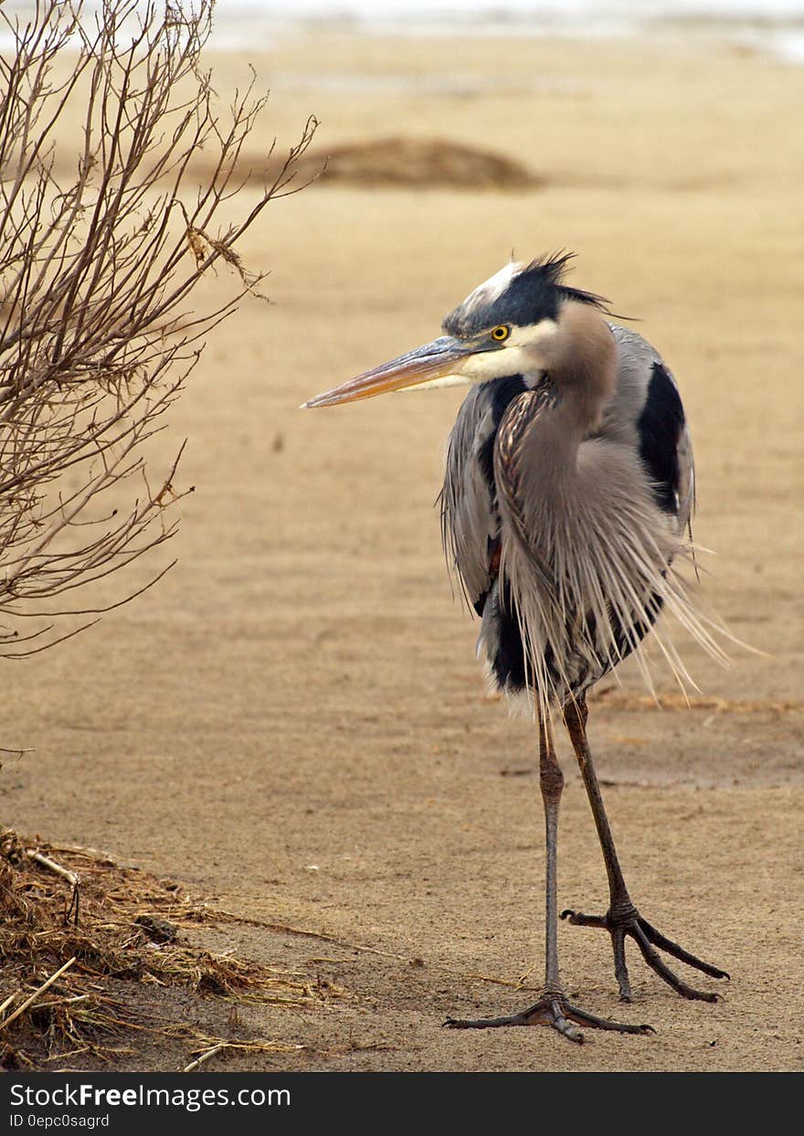 Close up of blue heron on sandy dune on sunny day. Close up of blue heron on sandy dune on sunny day.