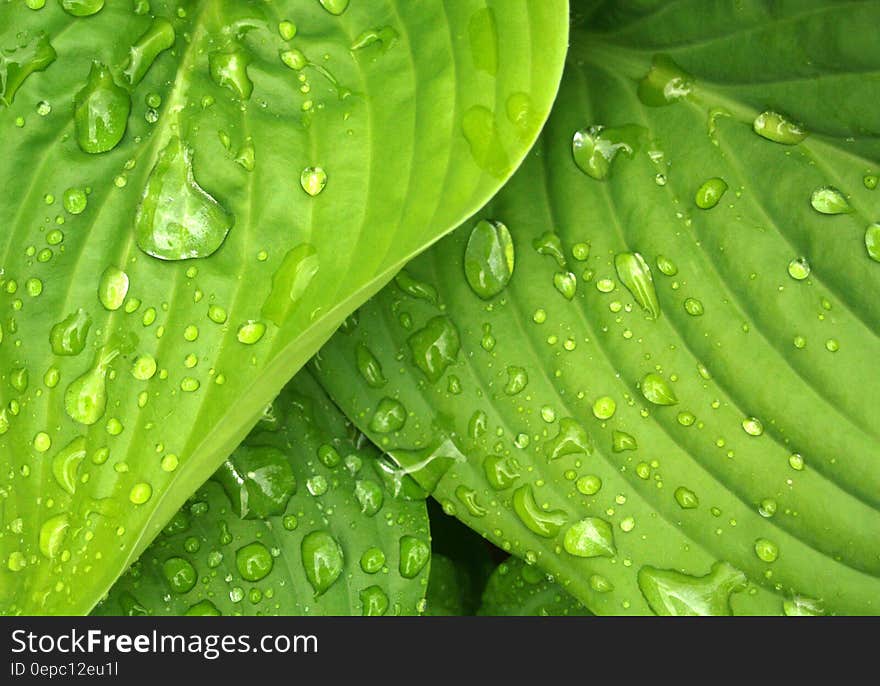 Closeup of water drops on surface of green leaves. Closeup of water drops on surface of green leaves.