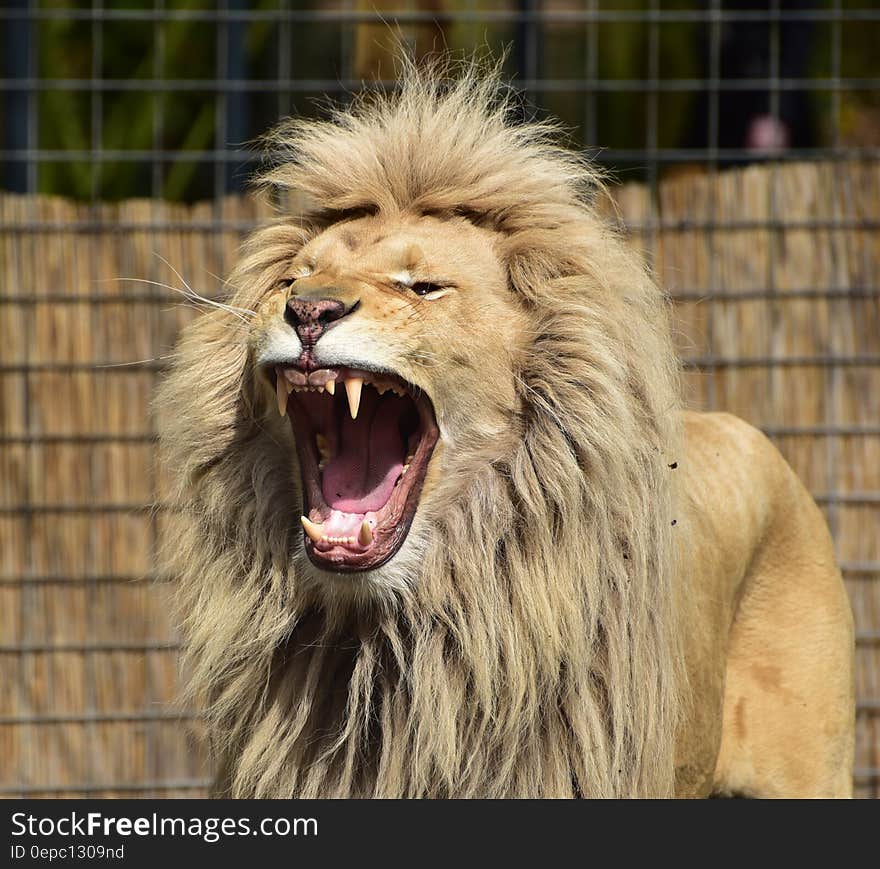 Lion Roaring Inside Cager