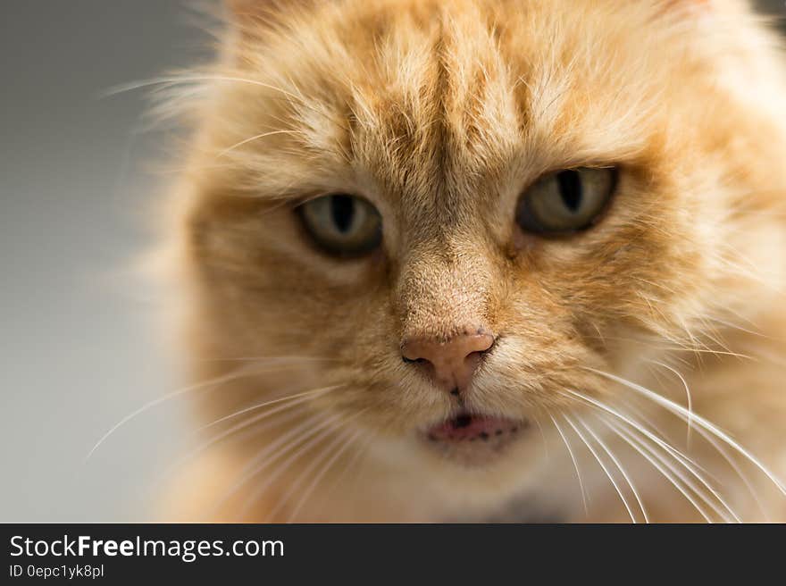 Closeup portrait of cute ginger cat. Closeup portrait of cute ginger cat.