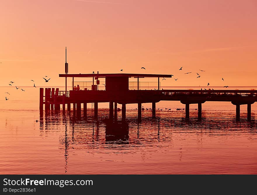 Bird Flying during Sunset