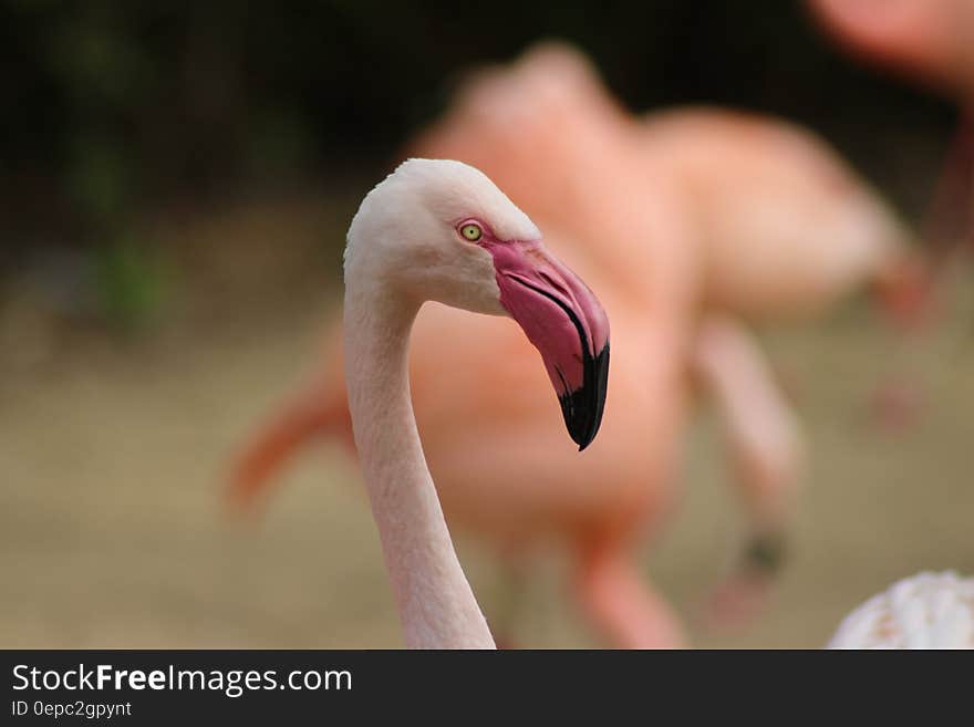 Portrait of flamingo standing in sunny field. Portrait of flamingo standing in sunny field.