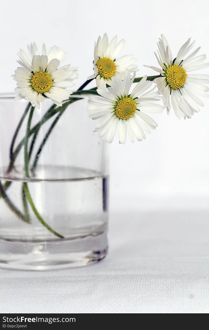 Cut white daisies with yellow stamen in glass vase. Cut white daisies with yellow stamen in glass vase.