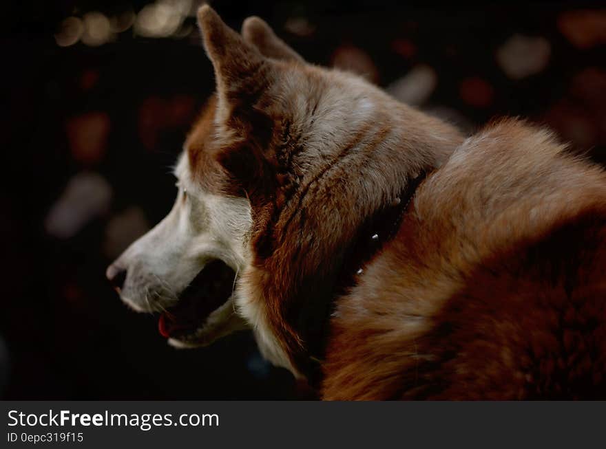 Shallow Photography of Brown and White Dog