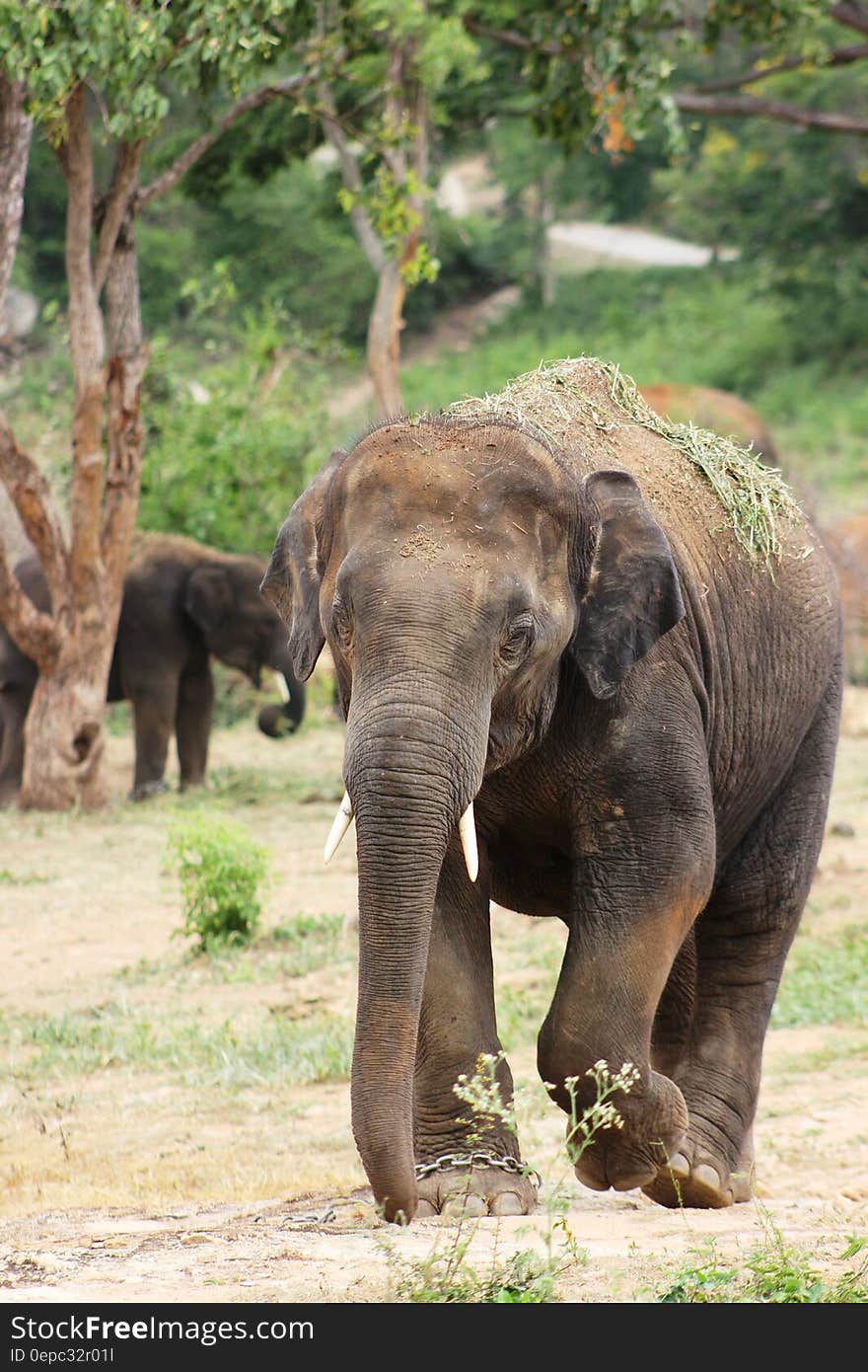 Brown Elephant on Ground