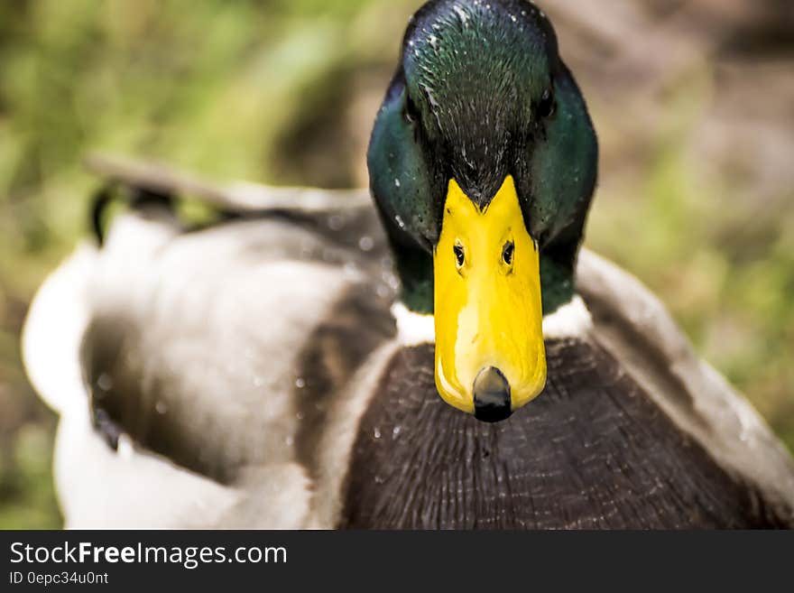 Profile of male mallard duck outdoors on sunny day.