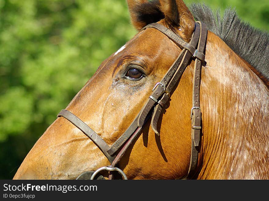 Brown Horse during Daytime