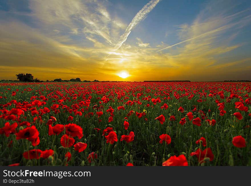 Red Cluster Petal Flower Field during Sunset