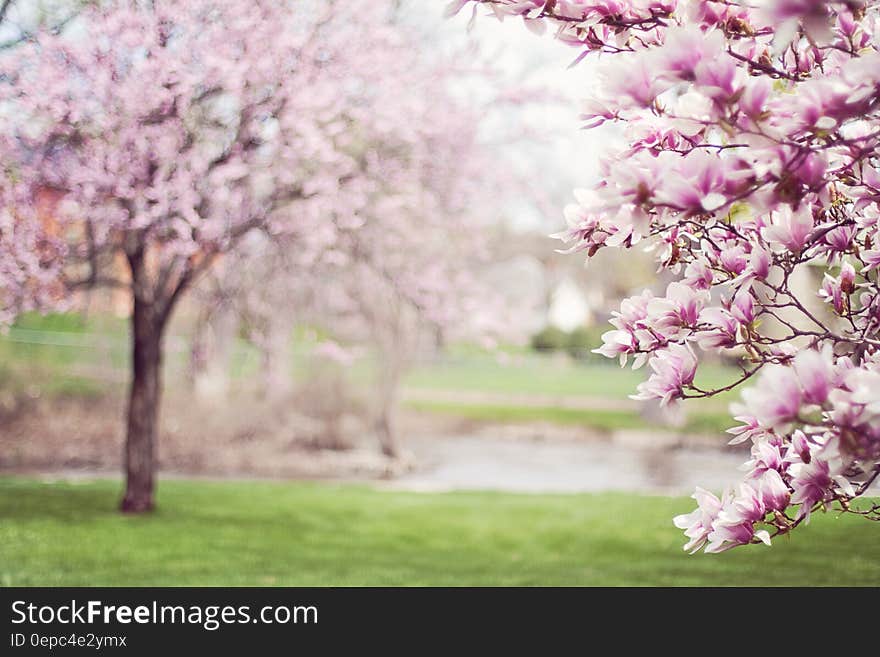 Pink Cherry Blossom Tree