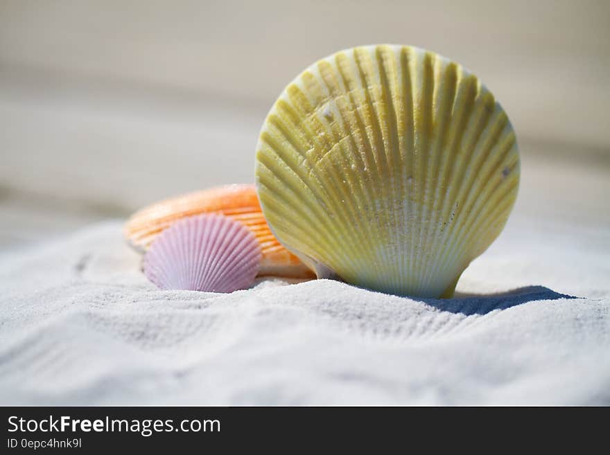 Close up of colorful seashells on sandy beach in sunshine. Close up of colorful seashells on sandy beach in sunshine.