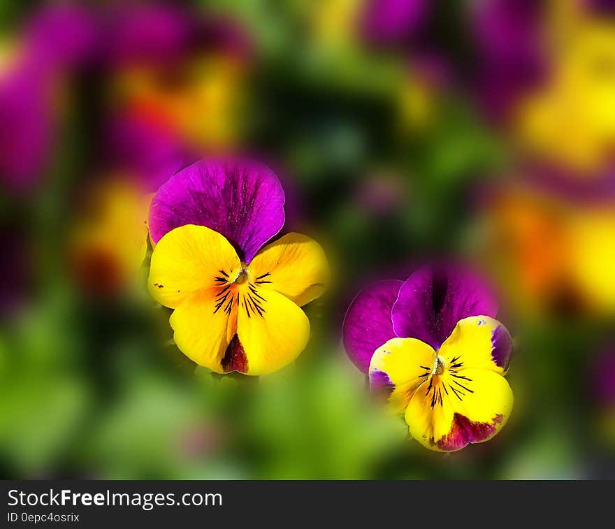 Yellow Purple Flower