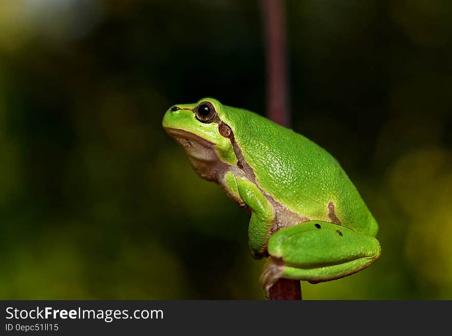 Profile of green frog perched in outdoor portrait. Profile of green frog perched in outdoor portrait.