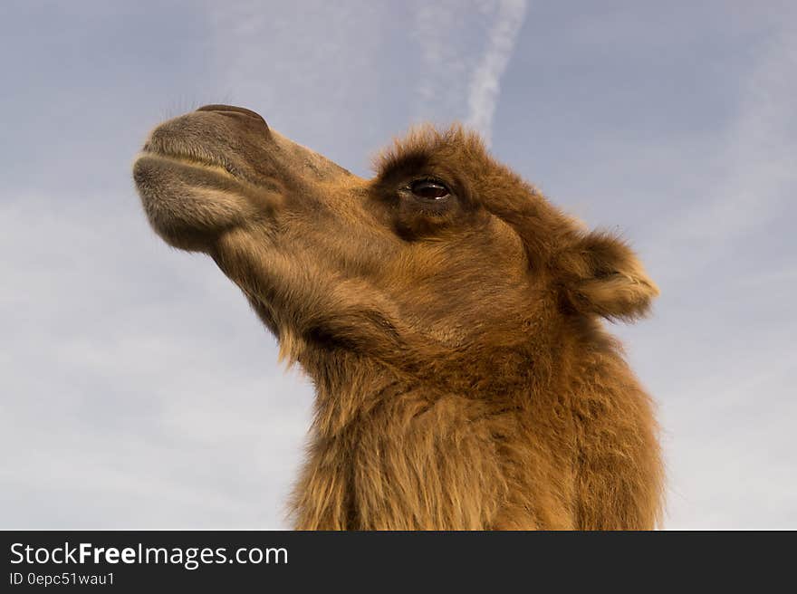 Profile of head and face on brown camel against blue skies. Profile of head and face on brown camel against blue skies.